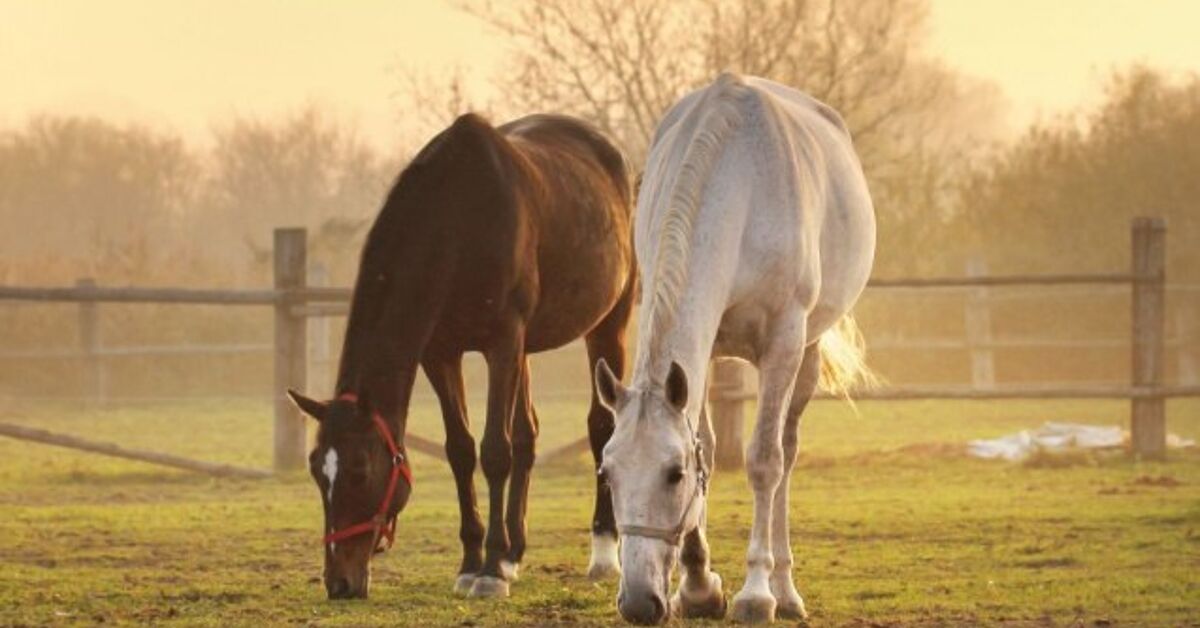 5 Internal Parasites That Affect Horses and Strategies to Forestall Them