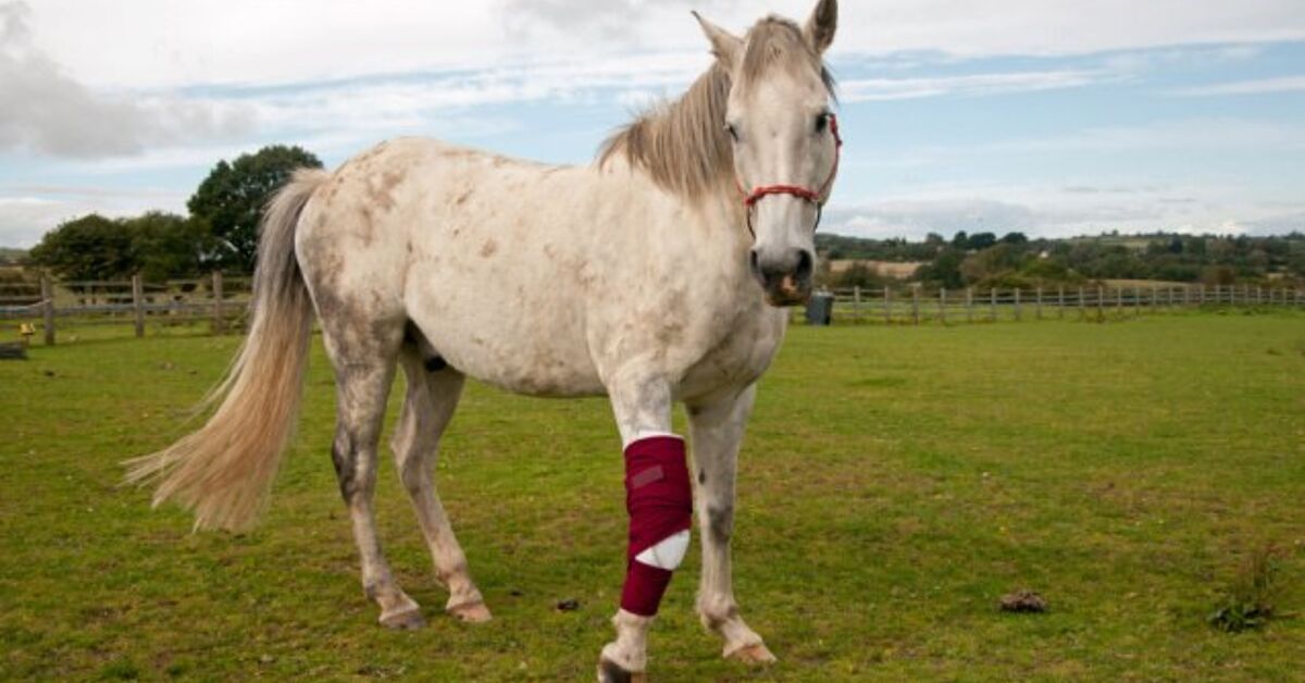 5 Most Frequent Horse Accidents and The best way to Cope with Them