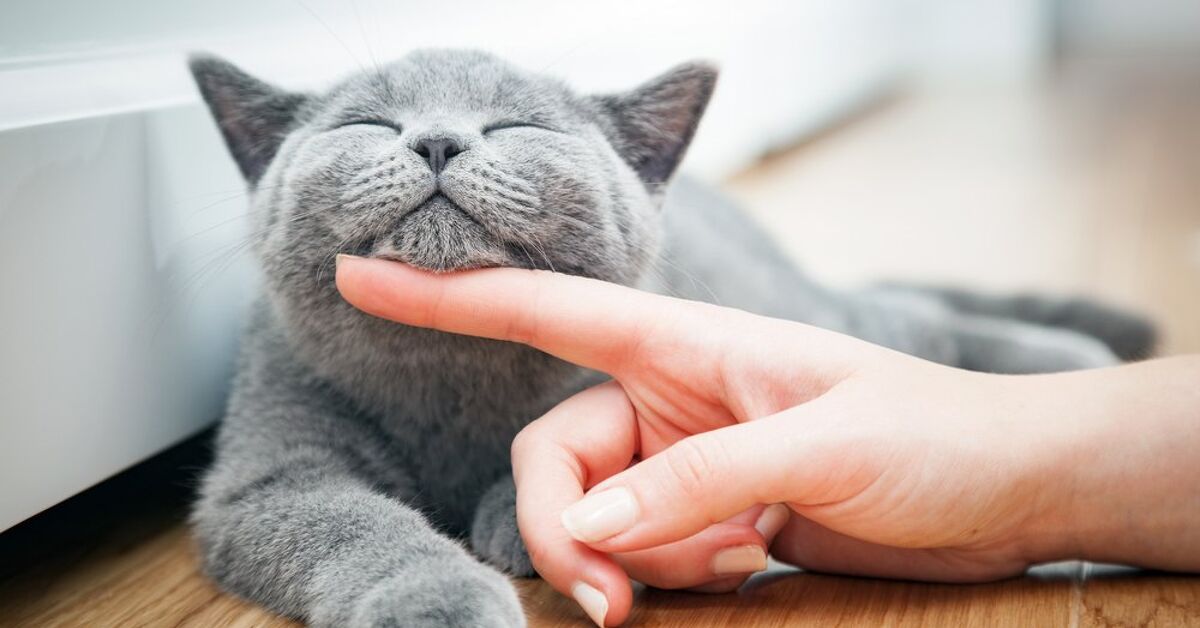 5 Purrfect Jobs for Cat Lovers