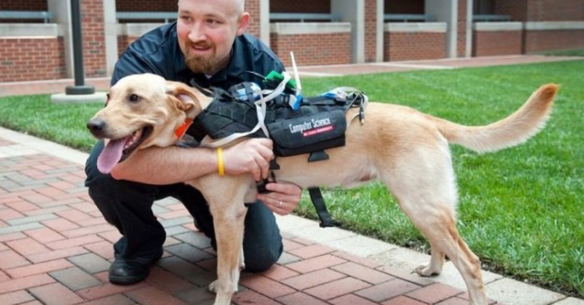 Very good New Harness Helps Canines And Individuals Speak