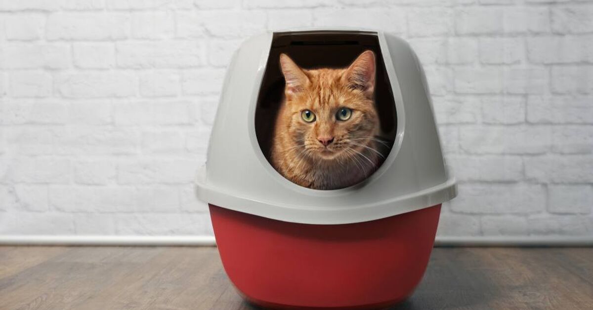 Biggest Cat Litter Waste Receptacles