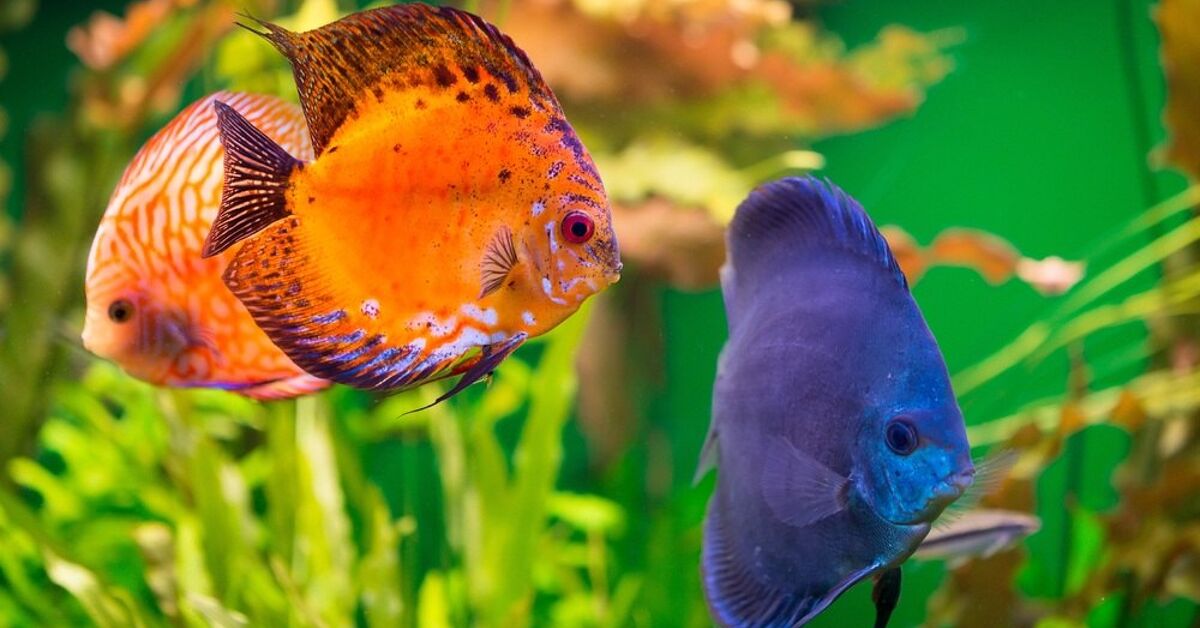 Biggest Color-Enhancing Fish Meals | PetGuide