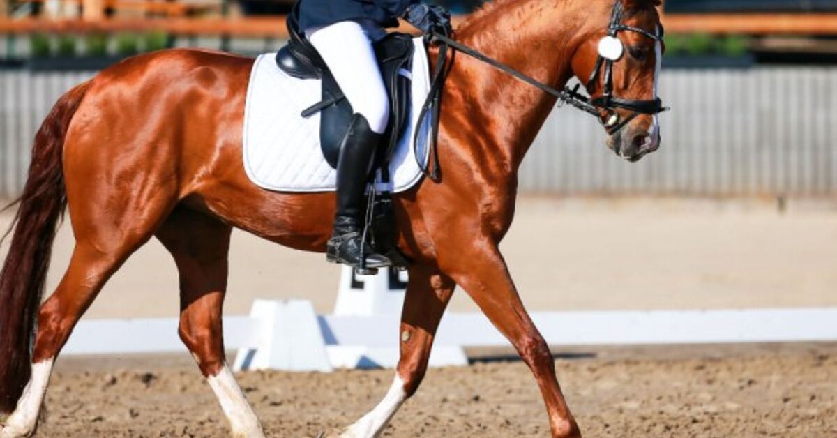 Biggest Horses for Dressage | PetGuide