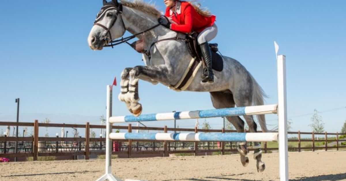 Best Horses for Leaping | PetGuide