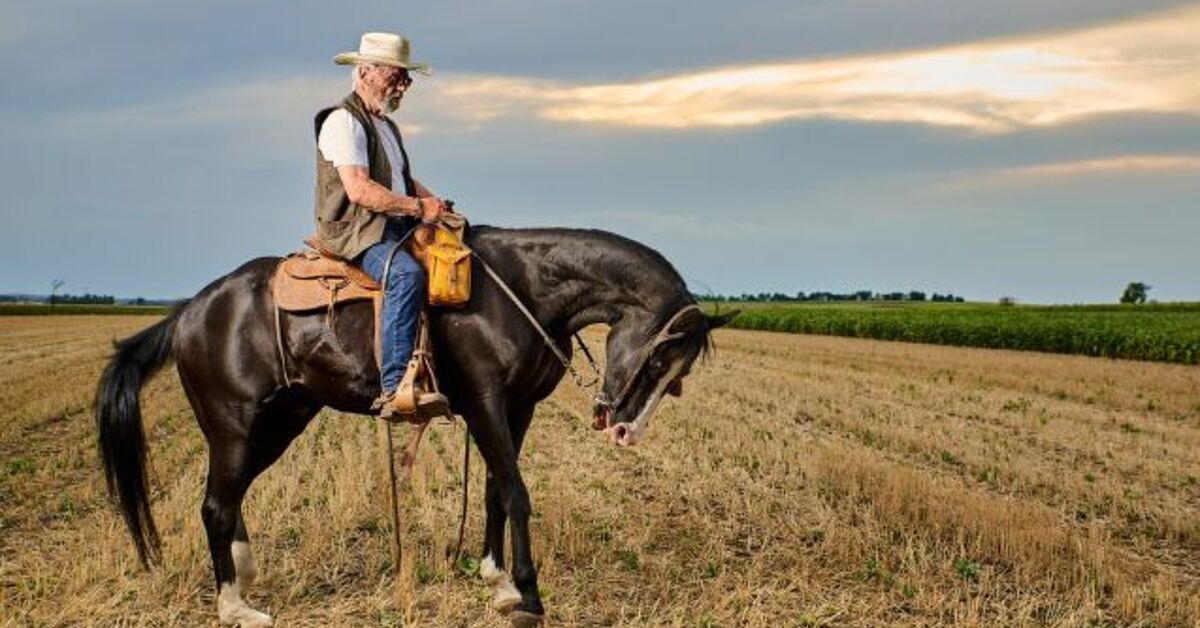 Best Horses for Western Driving