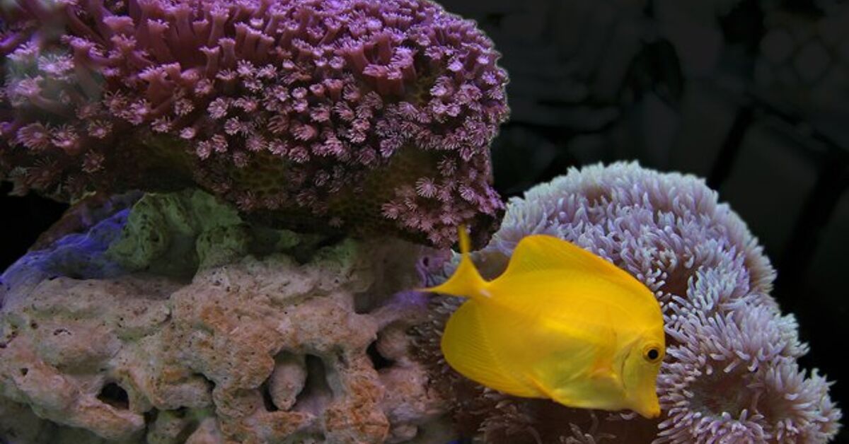 Coral Reef-Safe Fish Species for Saltwater Tanks