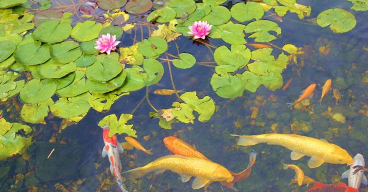 Fish Ponds Let You Take Your Pastime Exterior