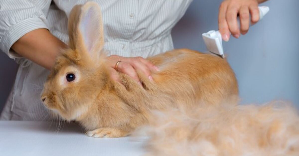 Grooming Your Rabbit: The whole thing You Should Know