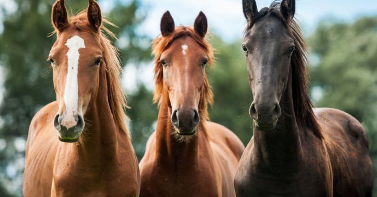 Horse Terminology Outlined | PetGuide