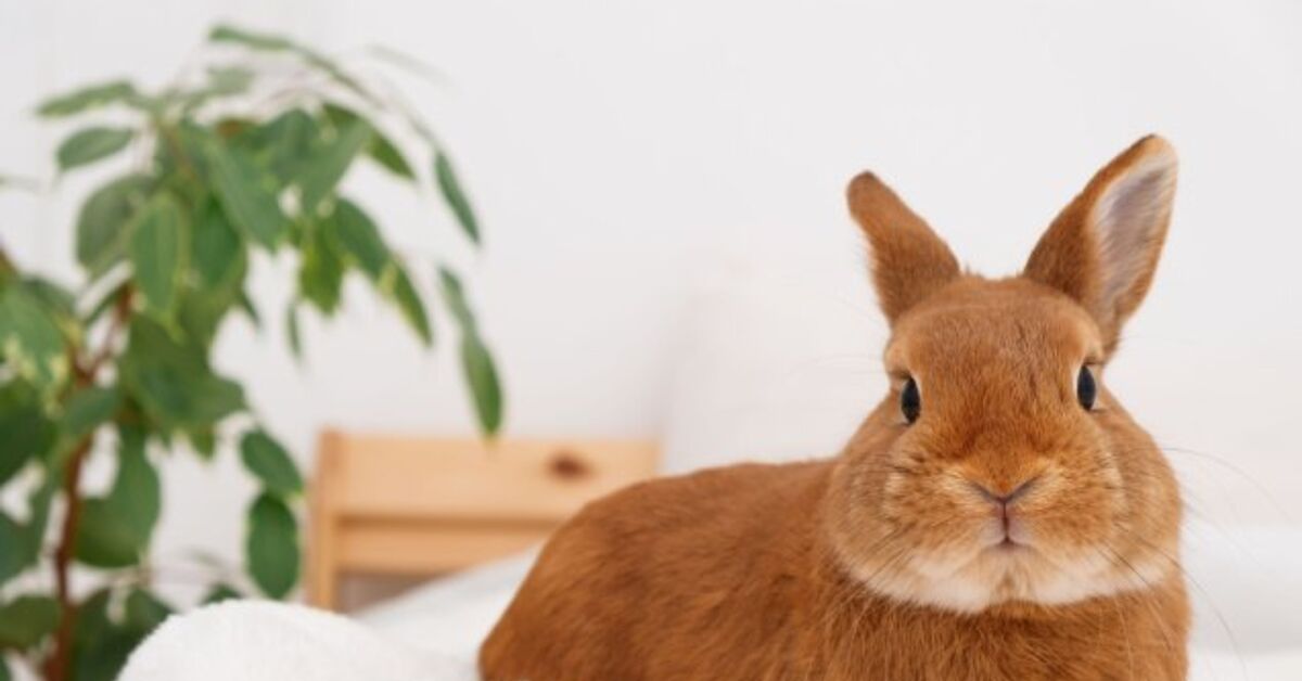 How one can Rabbit-Proof Your Residence