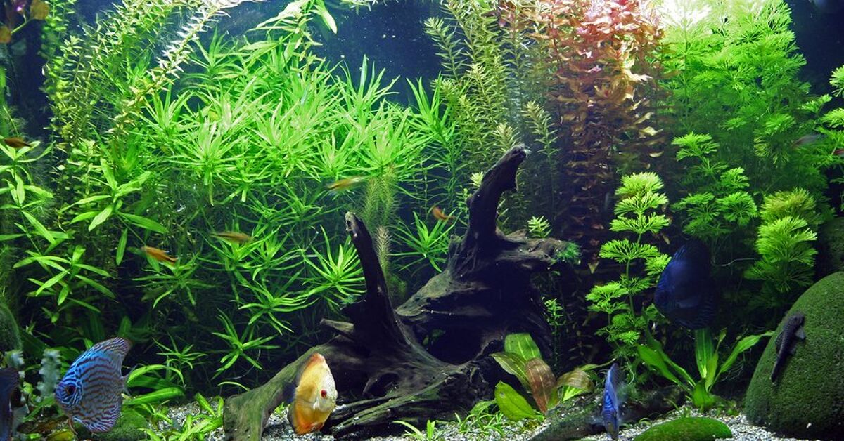 How one can Inform If Aquarium Ardour Correct for You