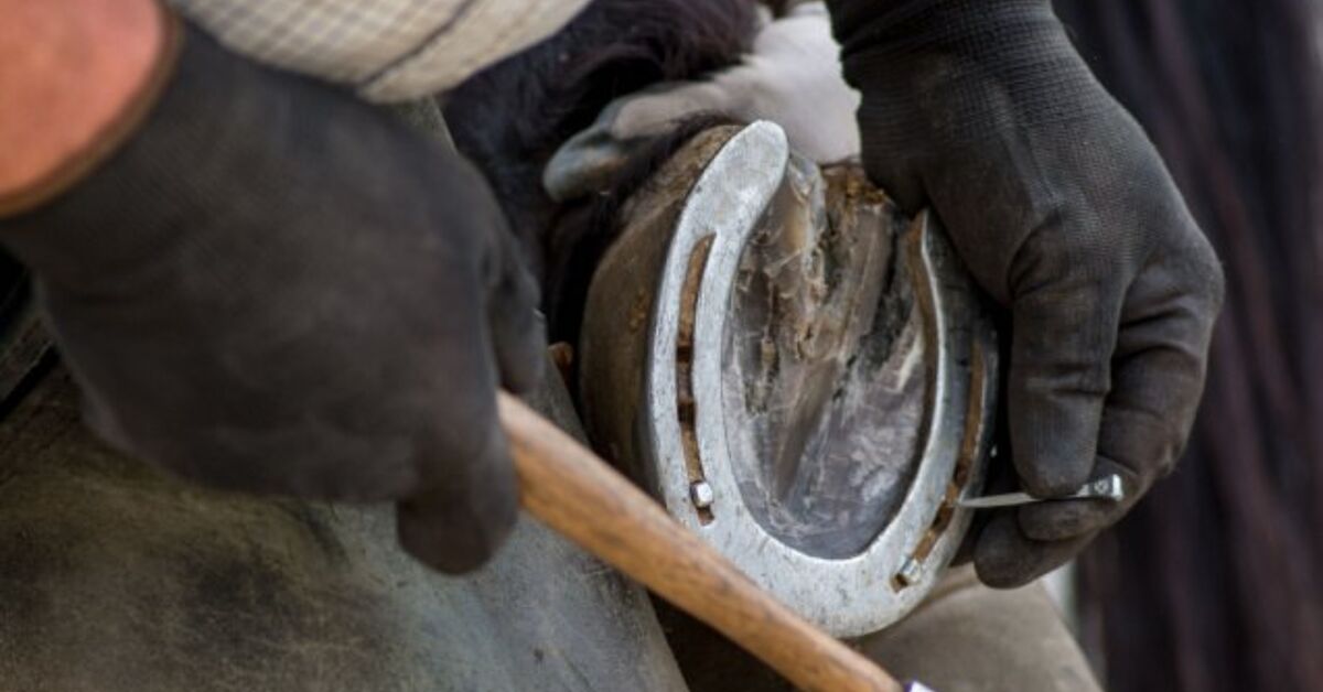 Shoeing Horses: Professionals and Cons