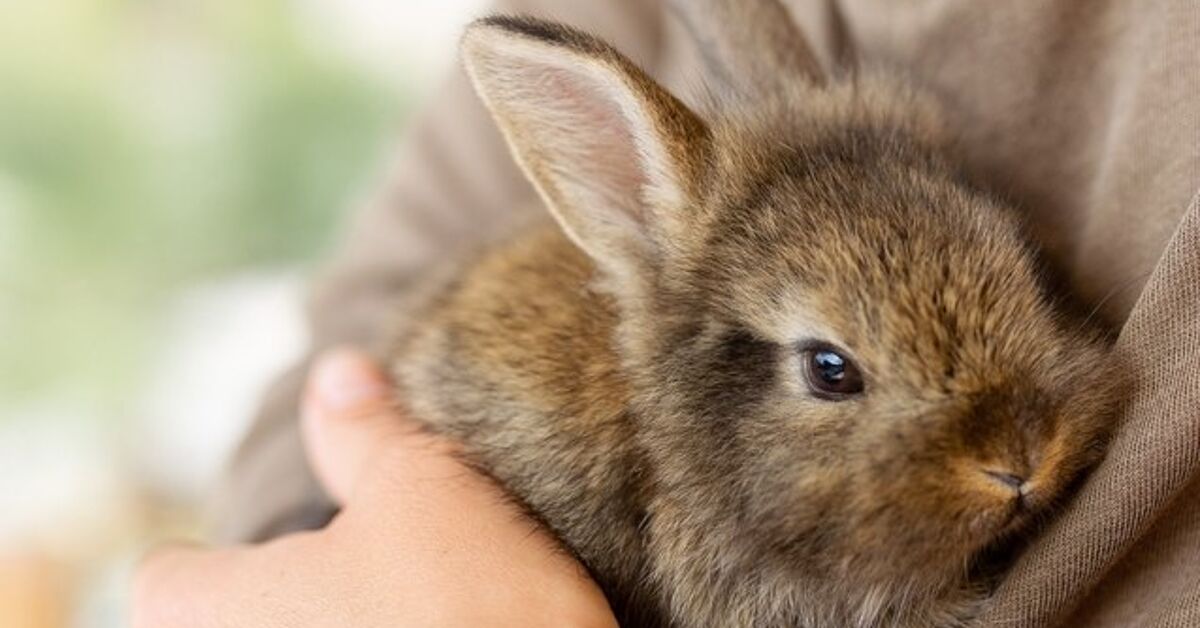 Biggest Rabbits for First Time Homeowners