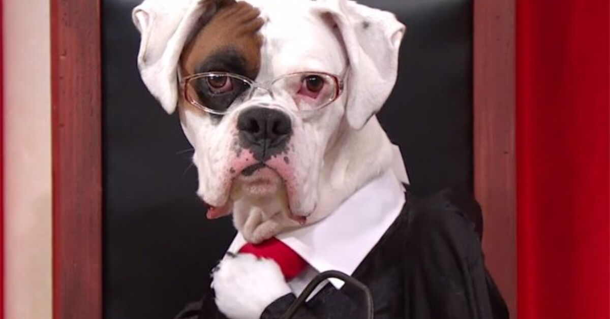 The Decision For Boring Courtroom Programming? Cute Canine Reenactments!