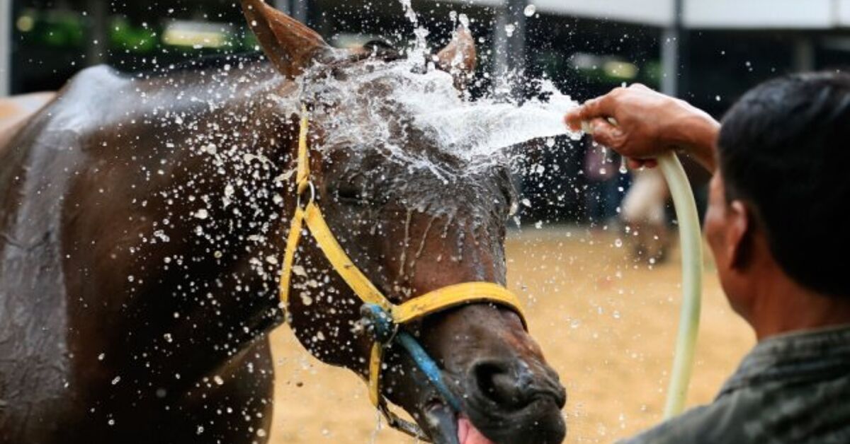 Concepts and Strategies on Cooling Down a Horse