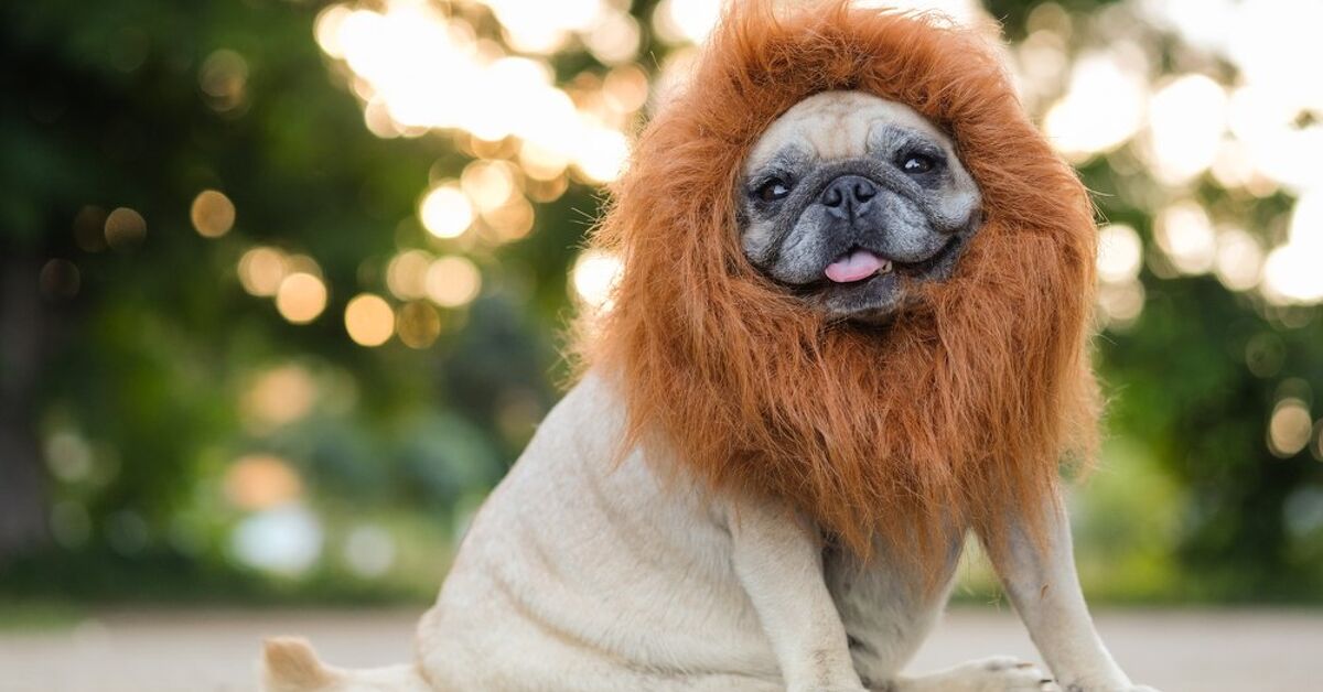 Excessive 10 Howlarious Canine Halloween Costumes