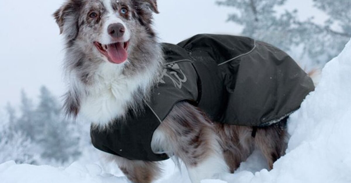 Flip Up The Heat With Winter Coats For Canine