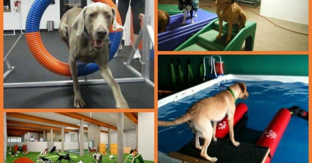 What You Need To Know About Indoor Canine Parks