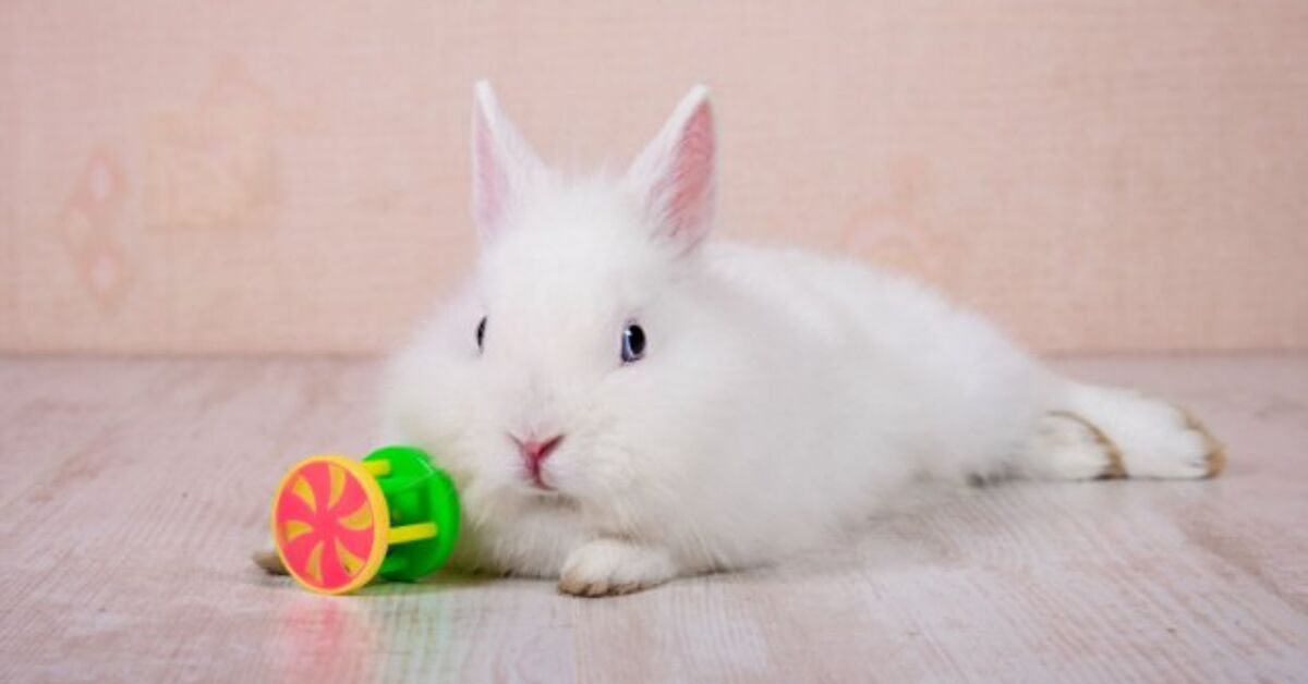 Why Enrichment Is Needed for Rabbits and The correct solution to Current It